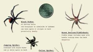 Maybe you would like to learn more about one of these? Osu Offers Spider Identification Tips