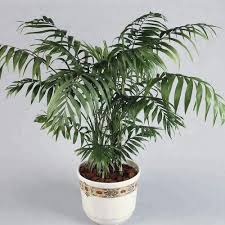 Sharon our parlour palm is the perfect plant for beginners and busy londoners. 2021 Chamaedorea Elegans Seeds Parlor Palm Seeds For Afforestation Tree Buy Chamaedorea Elegans Seeds Parlor Palm Seeds Afforestation Tree Seeds Product On Alibaba Com
