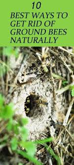 Pin On Bees