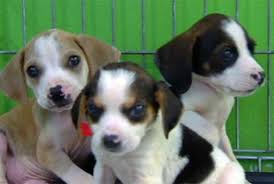 Thank you, pet sense for helping our homeless pets find their forever homes!!! Greenville Humane Society The Good Beginning