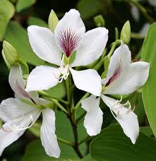 Image result for Bauhinia purpurea