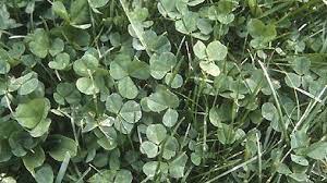 Laissez la terre ainsi pendant environ deux semaines, ce qui permettra aux dernières mauvaises herbes d'apparaître ; Courrier Des Lecteurs Comment Se Debarrasser Du Trefle Blanc Dans Un Gazon La Presse