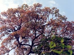 Image result for Erythrina fusca