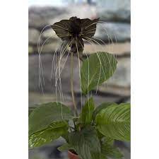 Black Bat Flower Black Bat Flower Plants For Sale At Logee S Bat Flower Plants Bat Plant