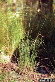 Image result for Aristida effusa