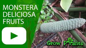 Split leaf philodendron have large, green leaves that split from the leaf edge to the center vein. Monstera Deliciosa Fruits Harvest And Eat Youtube