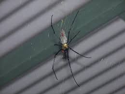 Australia Cairns Dangerous Spiders Dangerous Spiders Spider Types Of Spiders