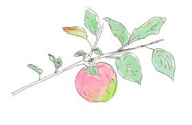 | 绘画基础 | 彩铅 | 简笔画 | 插画板绘 | 素描 | 国画 | 更多画种. è‹¹æžœç´ ææ'„å½±å›¾ è‹¹æžœç´ æå›¾ç‰‡å¤§å…¨ è‹¹æžœç´ æç…§ç‰‡ æ'„å›¾æ–°è§†ç•Œ