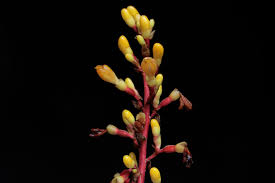 Image result for Renealmia