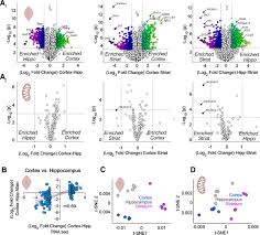 We did not find results for: Heterogeneous Expression Of Nuclear Encoded Mitochondrial Genes Distinguishes Inhibitory And Excitatory Neurons Eneuro