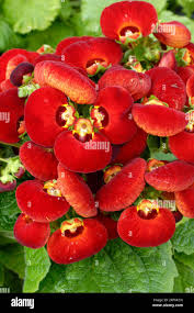 Image result for Calceolariaceae