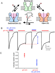 Crystal structure and dynamics of a lipid-induced potential  desensitized-state of a pentameric ligand-gated channel