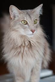 A dilute tortie is covered with lighter colors such as cream and lilac. Lilac Tabby Oriental Shorthair Novocom Top