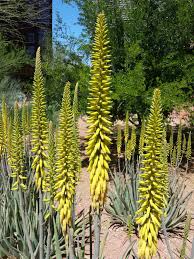 Image result for Aloe barendii