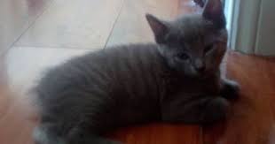 2x Part Manx 10 Week Old Kittens For Sale Cats Kittens Gumtree Australia Brisbane South East Wynnum West 1146345703 Pretty Cats Kitten For Sale Cats