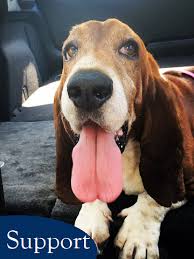 It is best to identify the traits of a particular breed and then look for those characteristics in a basset hound before selecting one. Home Carolina Basset Hound Rescue