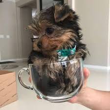 Teacup yorkie litter ready to go, contact us now for pick up at email: Teacup Yorkie Puppies Available For Sale And For Adoption Home Facebook