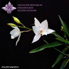 Image result for Rangaeris muscicola