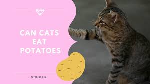 They aren't exactly toxic, but that is not the point! Can Cats Eat Potatoes Are They Healthy And Safe Raw Vs Cooked