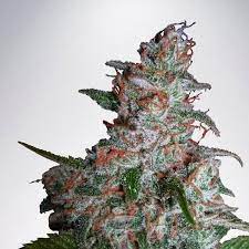 Northern Lights Moc Ministry Of Cannabis Feminized Zamnesia