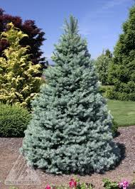 Can be used as substitutes for columnar junipers. Picea Pungens Sester Dwarf Stunning Blue Needles Slow Growth Rate And Classic Conical Form Make This Dwarf Spruce Picea Pungens Fairy Garden Plants Plants