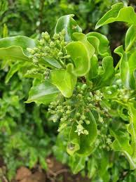 Image result for Strychnos innocua