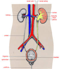 This item can be dropped. Anatomy