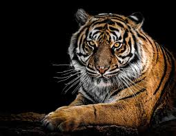 خلفيات حيوانات مفترسة 2020 Tiger Images Tiger Pictures Cat Care