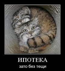 Демотиваторы про котов