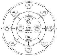 Presentation And Mechanisms Of Labor Glowm