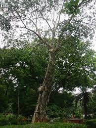 Image result for Melaleuca leucadendron