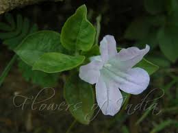 Image result for Ruellia patula
