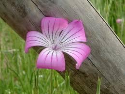 Image result for Jamesbrittenia integerrima