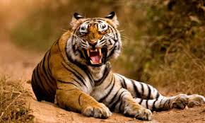 What does a tiger look like? India S Wild Tiger Population Rises 33 In Four Years India The Guardian