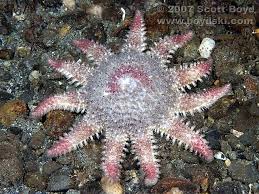 Rose Star Crossaster Papposus Underwater World Sea Star Animals