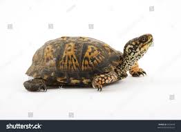 Adult Eastern Box Turtle Terrapene Carolina Stock Photo