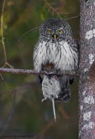 The Eurasian Pygmy Owl Glaucidium Passerinum In The Lithuania Is Known As A Zvirblinė Pelėda Is The Smallest Owl In Country And Ofcourse In Th Uggla Faglar