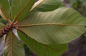 Image result for Pouteria