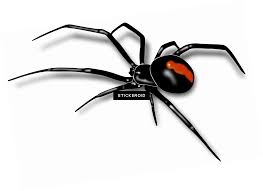 They prefer to build a web close to the ground, in undisturbed and dark areas. Black Widow Spider Pic Idei Dlya Tatuirovok Risunki Zhivotnyh Pauk