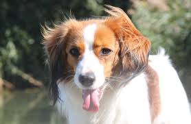 Das kooikerhondje ist eine aus den niederlanden stammende hunderasse, welches ähnlich wie die spaniel, zu den vogelhunden gehört und zum anlocken von wilden enten z.b. Susann Muller Uber Uns