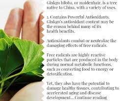 Plus, what you should know before trying it. 12 Benefits Of Ginkgo Biloba Plus Side Effects Dosage Ginkgo Biloba Benefits Ginkgo Biloba Ginkgo