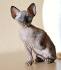 Sphynx Cats in Arizona - Joy Of Sphynx