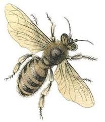 Public Domain Vintage Clip Art Bee Images Bee Illustration Bee Art