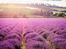 Searching for flower fields has become somewhat of a hobby of mine. 6 Of The Loveliest Places To See Lavender In London London Lavender Fields