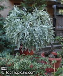 Image result for Cussonia sessilis