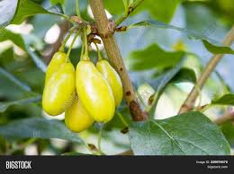 The fruit of the flowering dogwood turn bright red in september and october. Cornus Fruit Dogwood Image Photo Free Trial Bigstock