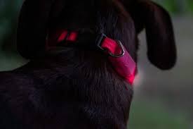 Top 10 Best Led Dog Collars All Top Ten Reviews Led Dog Collar Dog Leads Dog Collar