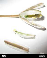 Image result for Albuca setosa