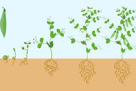 Check spelling or type a new query. Life Cycle Bean Plant Lovetoknow