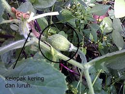 Padahal jambu biji mengandung banyak nutrisi yang bermanfaat seperti vitamin c, vitamin a, antioksidan, serta kalium. Tanamsendiri Com Grow Your Own Mendebunga Bunga Labu Manis Secara Manual